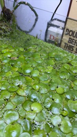 Mix of floating plants for Aquariums Or Ponds