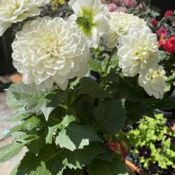 Dalia 