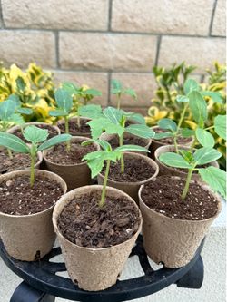 Cucumber Seedlings in Peat Pots