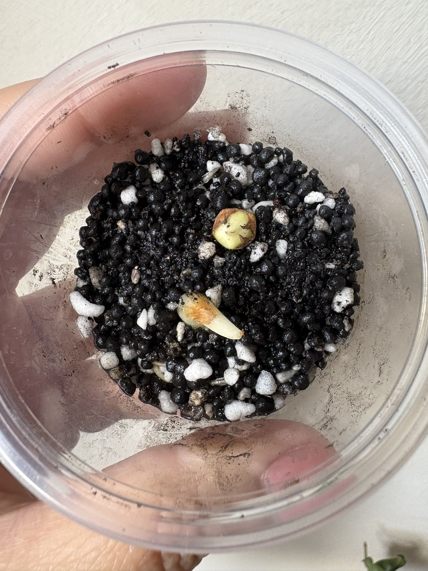 Alocasia Regal Shield Corms