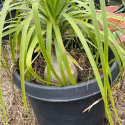 Ponytail Palms