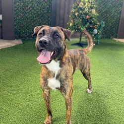 New artificial grass as low as .70 a sq 