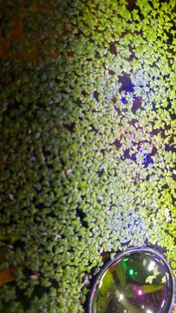 Duckweed