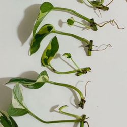 N’joy Pothos Cutting  Healthy Roots