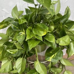 HERMOSAS PLANTAS NATURALES “GOLDEN POTHOS PLANT 