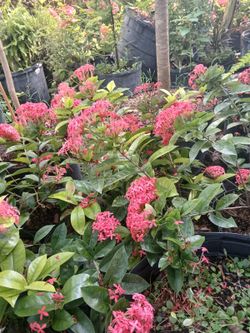 Ixora Plants 7gl $16