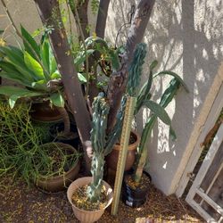 Cacti Various Varieties (Plants)