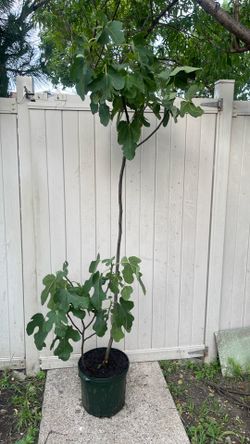 Chicago hardy fig tree