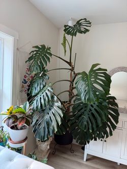Giant mostera plant