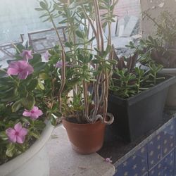 Plants