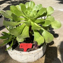 Beautiful Succulent Planter 