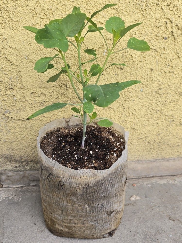 Papalo