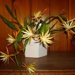 Cactus Orquídea