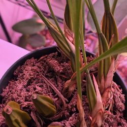 Orchid (Coelogyne trinervis)