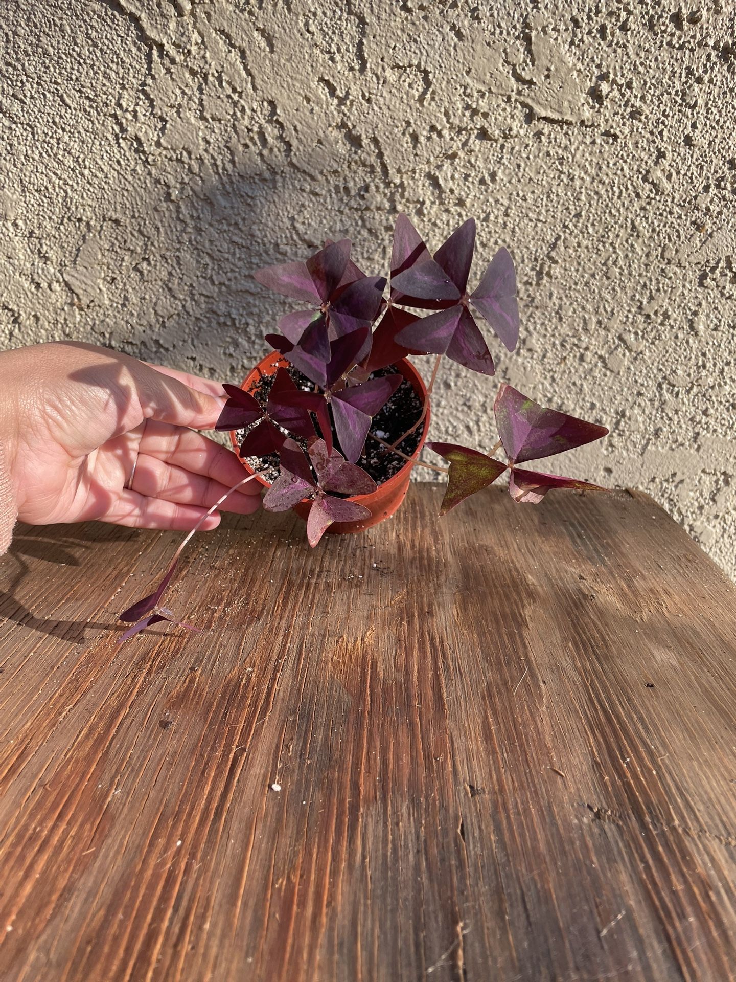 Purple Shamrock Plants, $8 Each
