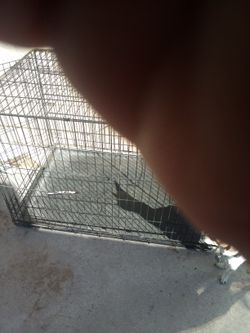 Dog Cage