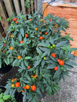 Jerusalem cherry