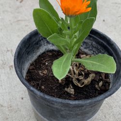 Mảigold flowers  Pot 5$