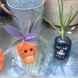 Sugar Skulls With Succulent Cuttings