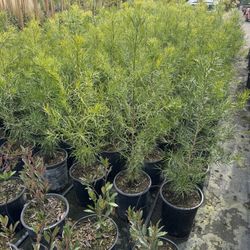 Podocarpus hedges