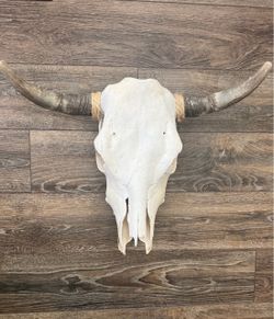 Real Cow Skull