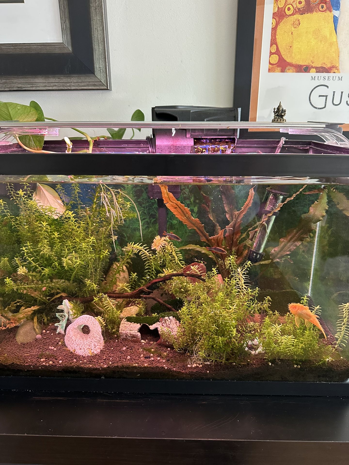 Two Ten Gallon Planted Aquariums With Fish, Filters, Finnex Lights And Heaters
