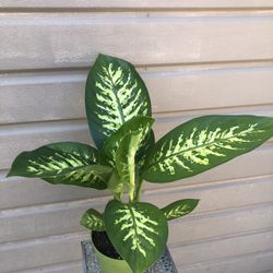 6” Dieffenbachia Tropic Snow