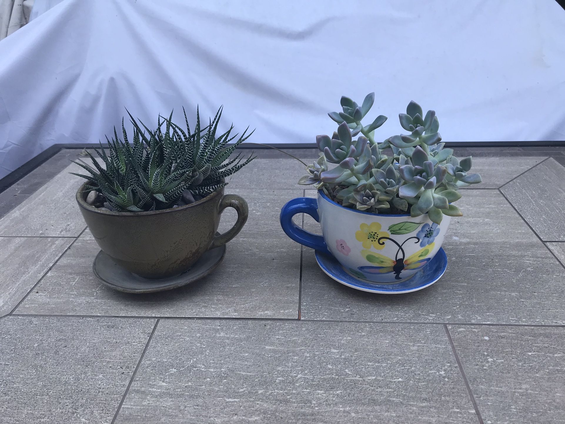 2 cute ceramic cups full of succulents