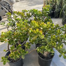 Jade Plants 
