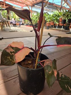 Philodendron Pink Princess, 2 Gallon Pot, Large Plant