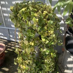 Large Swedish Ivy- Trailing Plant