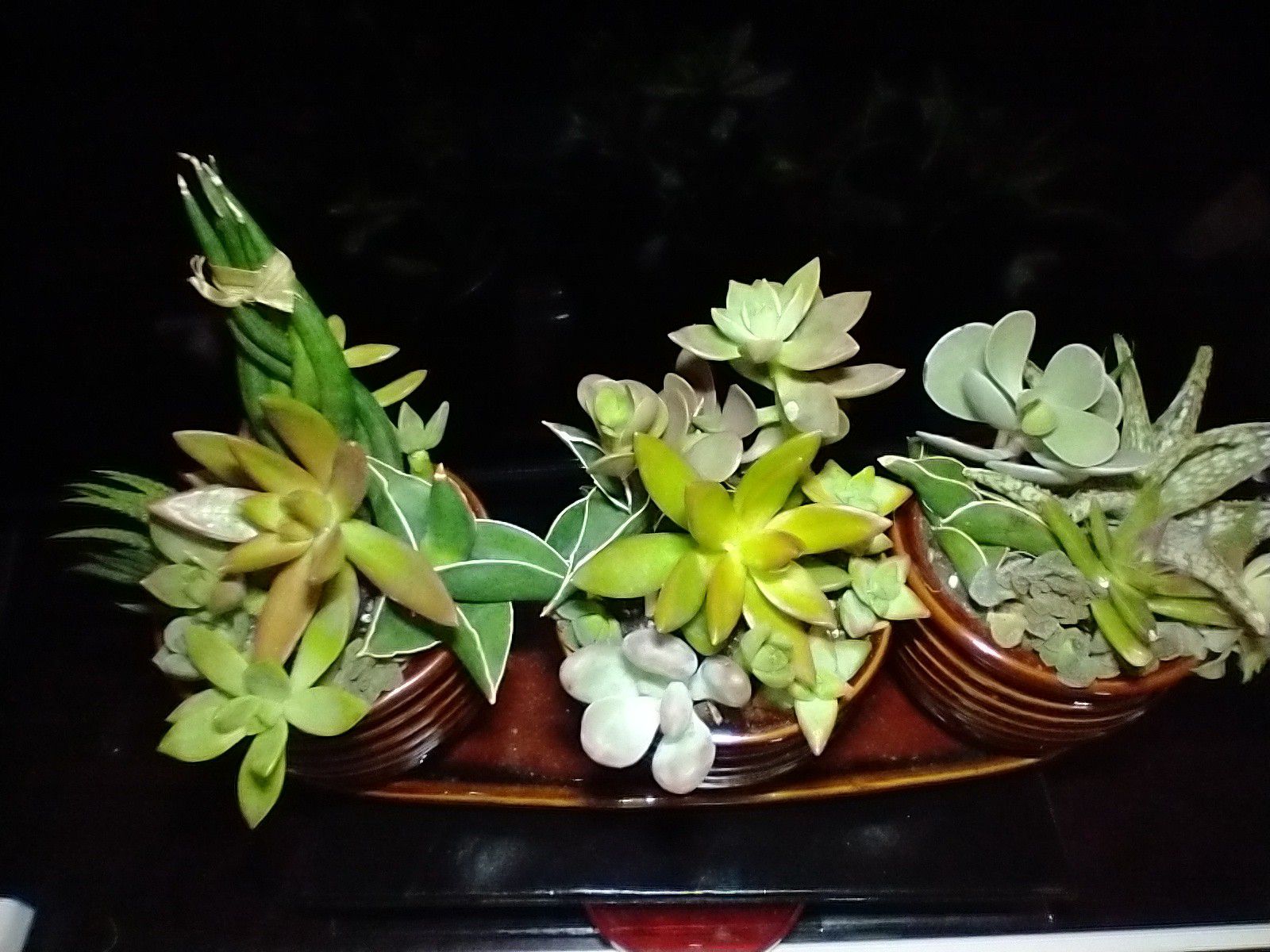 Assorted succulents
