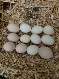 Silkie chicken fertile eggs