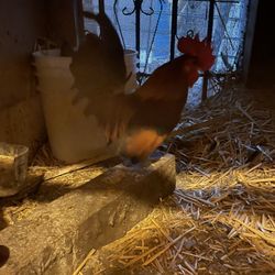 Chicken 