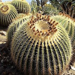 25 Barrel Cactus Seeds