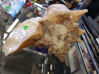 Conch shell