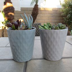 Set Of Blue/Gray & Light Gray Print Garden Pots With Succulents
