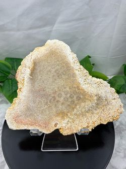 Crystal Coral Fossil Slab