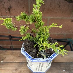 Bonsai Juniper Minh