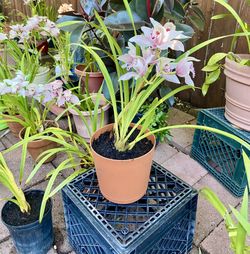 Pink Potted Orchids 