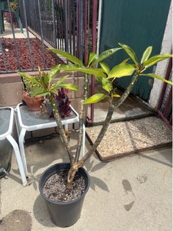 Beautiful yellow three stemmed plumeria plant