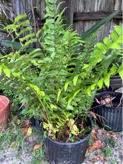 Fern