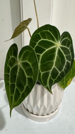Anthurium Clarinervium