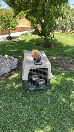 Dog cage