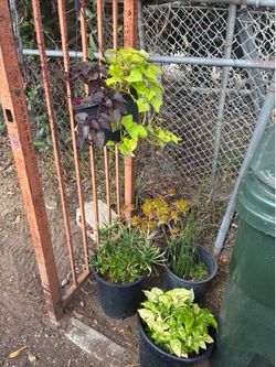 Plants