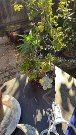 Handing Bird Cage Succulent 