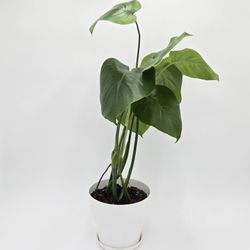 Monstera Plant 