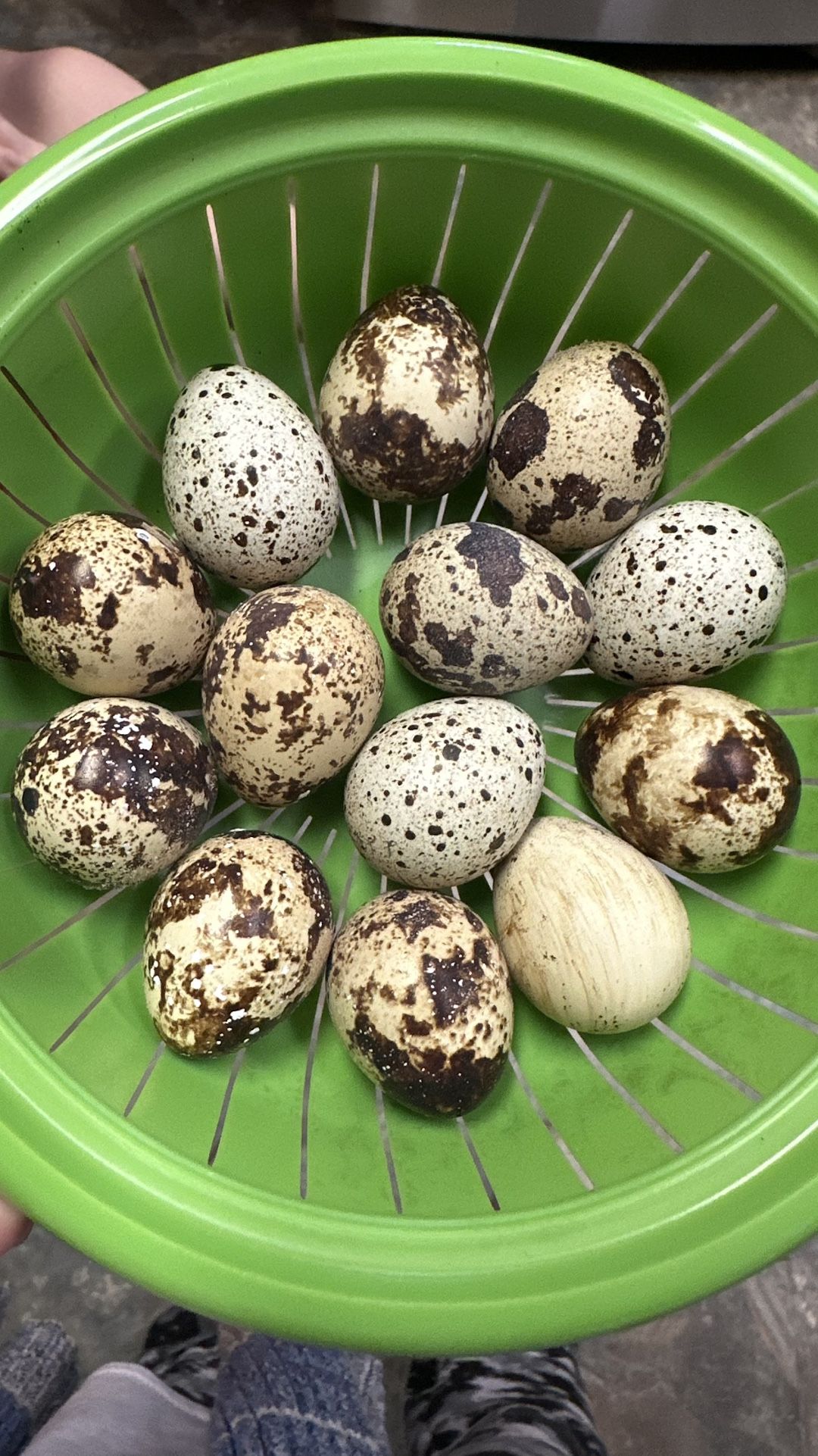 Coturnix