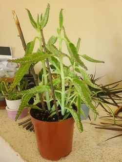 Kalanchoe mother of millions succulent