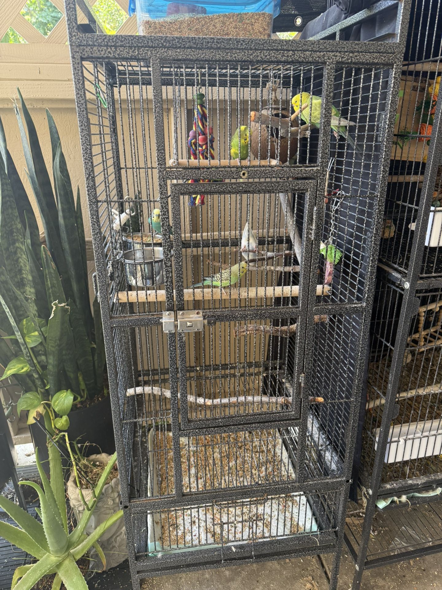 Bird Cage 